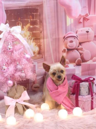 20241203リムちゃん